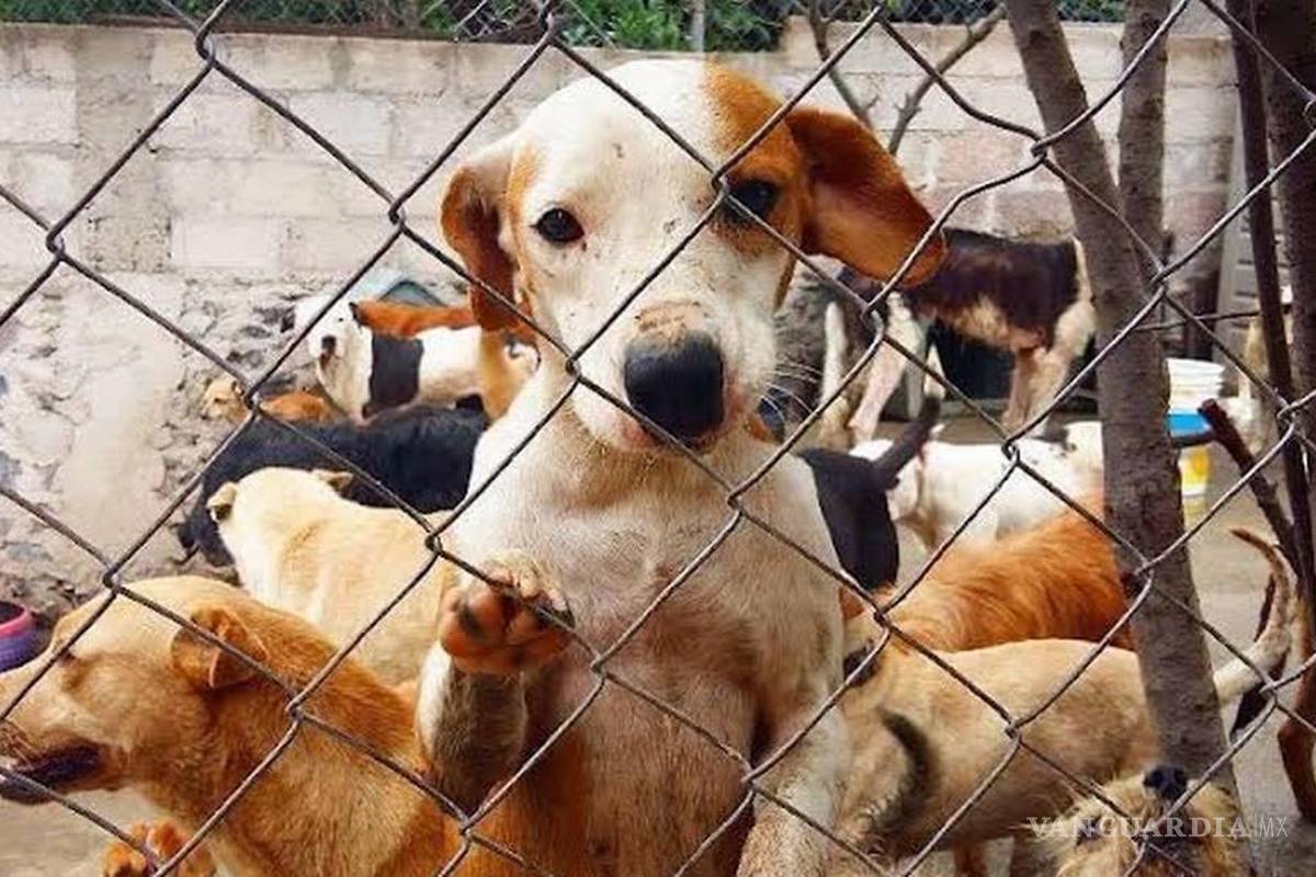 Cuerpo policiaco de Eagle Pass construirá refugio para perros en situación de calle