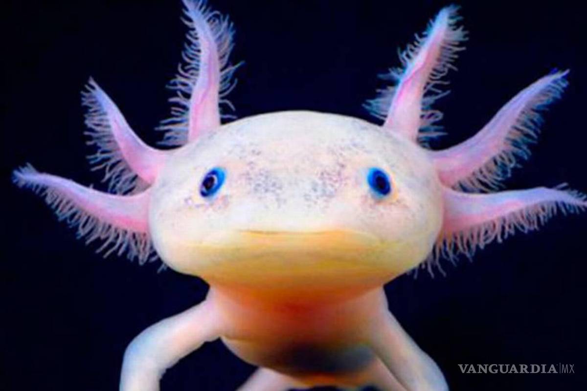 El doodle de Google hace homenaje al emblemático ajolote de Xochimilco, que está al borde de la extinción