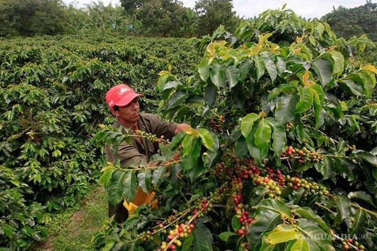 $!90% de la siembra de café en Chiapas está en riesgo por la sequía