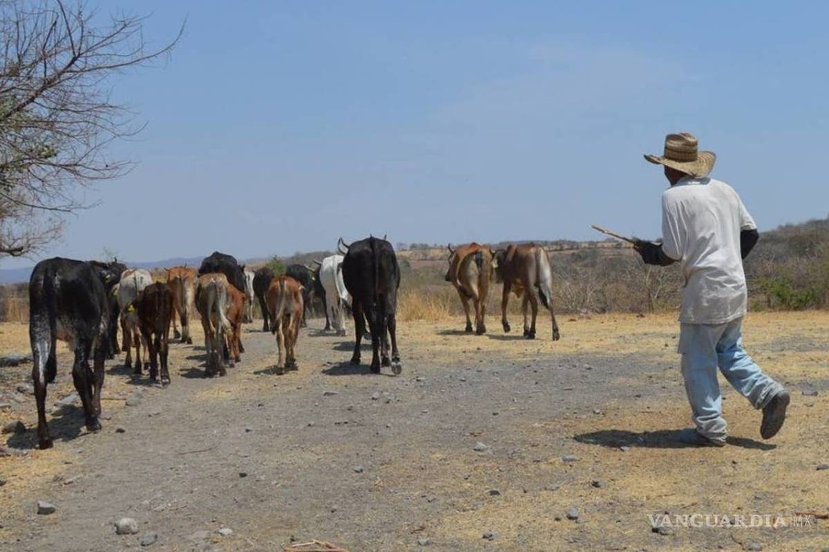 Muere una vaca al día por la falta de lluvias en Coahuila