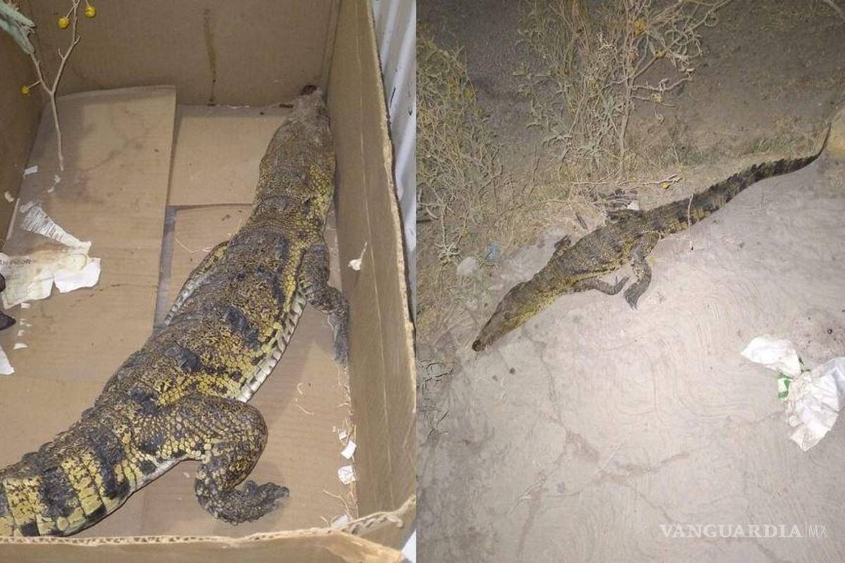 ¿Y cómo llegó ahí? Hallan enorme cocodrilo en San Pedro, Coahuila