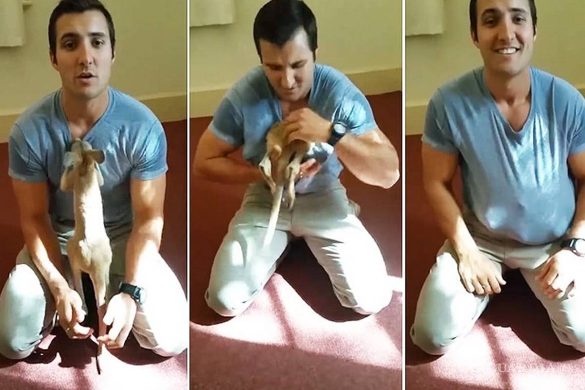 Un pequeño canguro cree que un policía es su mamá