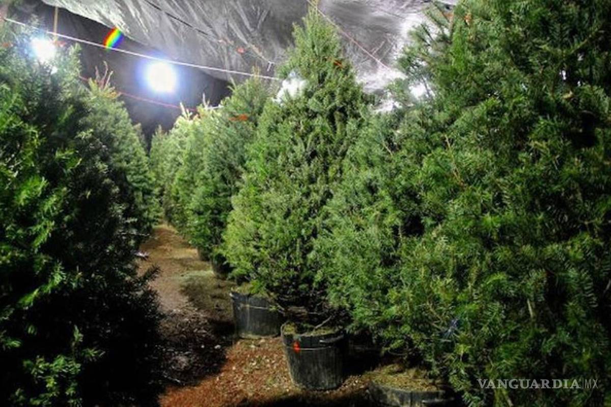Habilitarán centros de acopio para pinos navideños en Saltillo