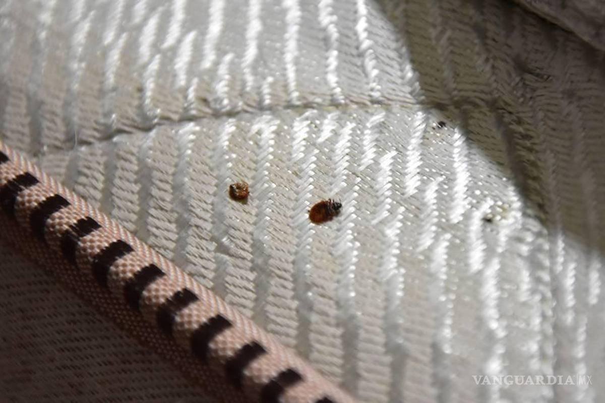 ¿Qué significa que aparezcan chinches en tu casa?