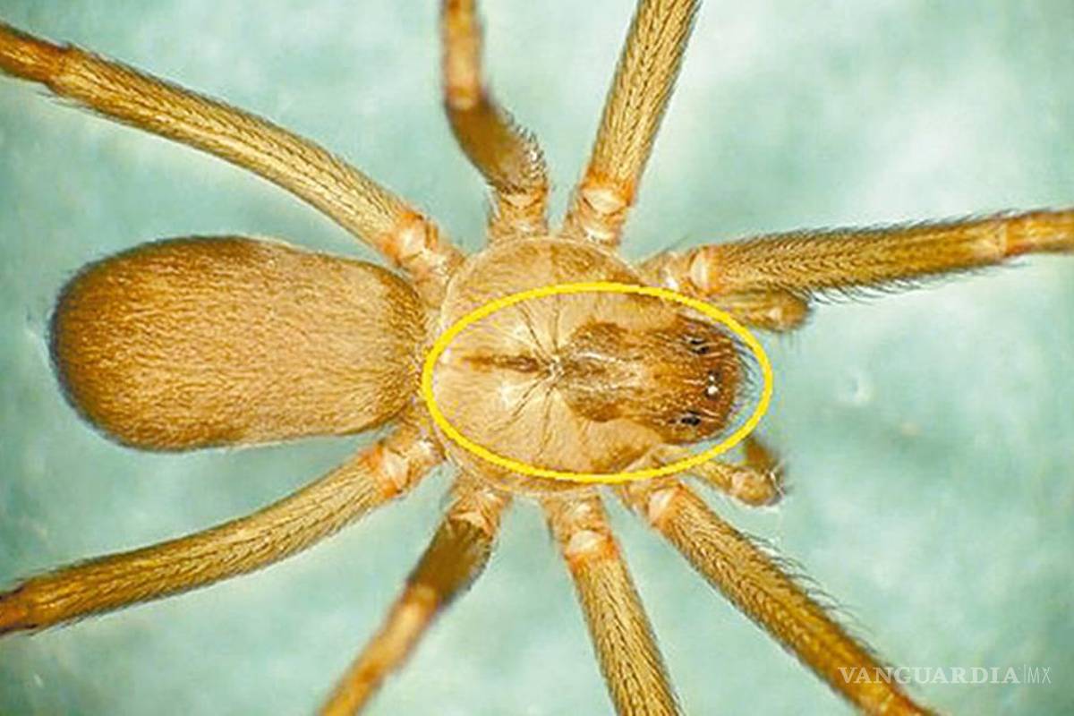 La peligrosa araña violinista llega con las lluvias... ¿cómo la identifico y que hacer si me muerde?