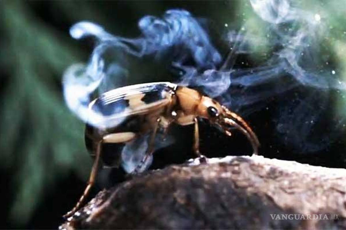 Conoce al escarabajo que ataca con un chorro químico a 100 grados centígrados