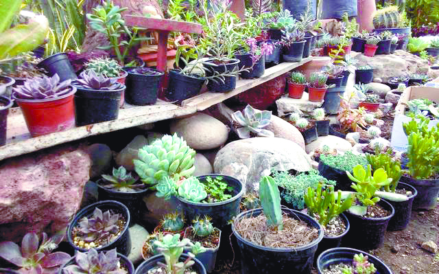 Impune el tráfico de cactus en Coahuila