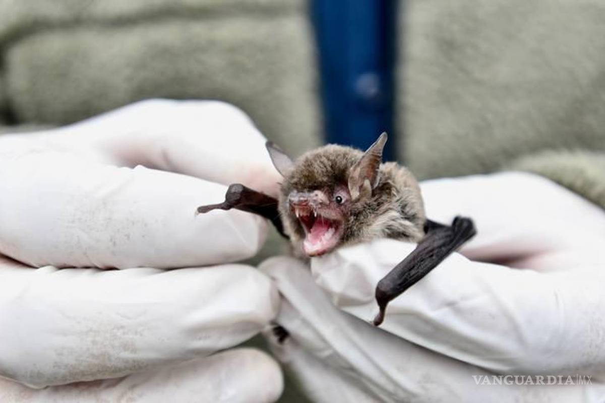 Muere uno de los tres niños contagiados de rabia en Oaxaca; tenía 7 años