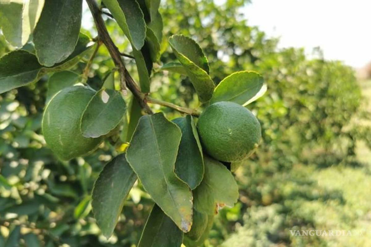 Asesinaron a tres jornaleros de huertos de limón en Michoacán