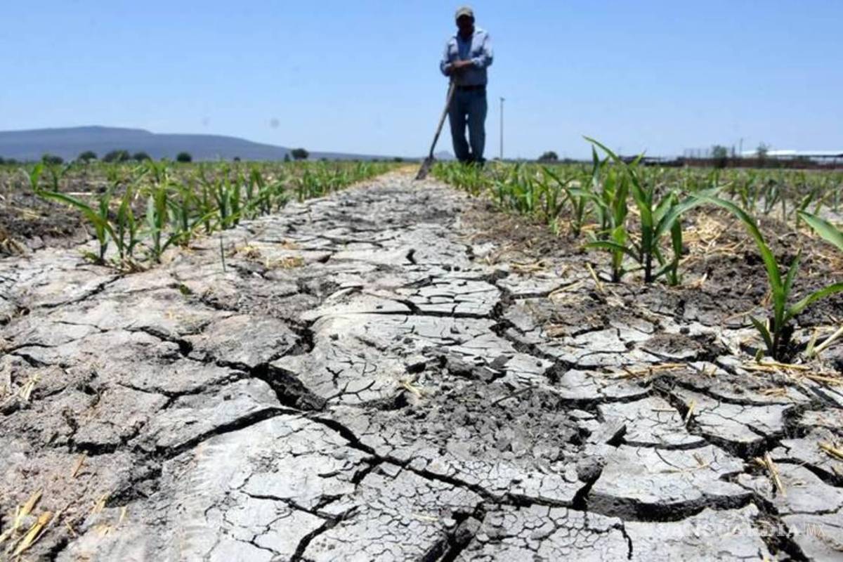 Primero sequía; ahora heladas: Prevén pérdidas para el campo lagunero