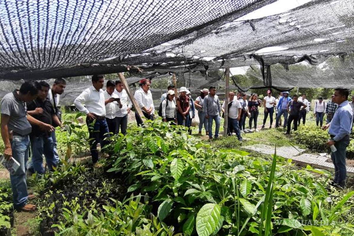 17 mil beneficiarios de 'Sembrando vida' son dados de baja por no trabajar