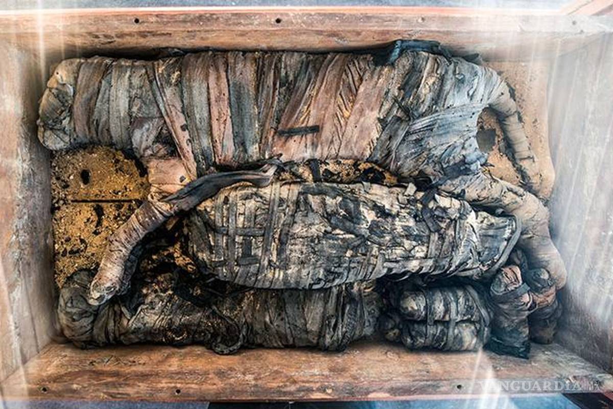 Encuentran momias de gatos y cachorros de león bajo las pirámides de Egipto