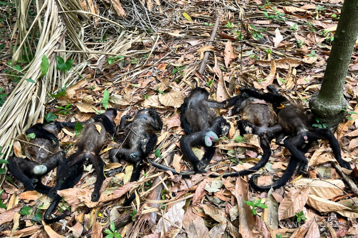 $!Mueren monos aulladores por calor en Tabasco; gobierno admite 4 muertes, asociación denuncia 85