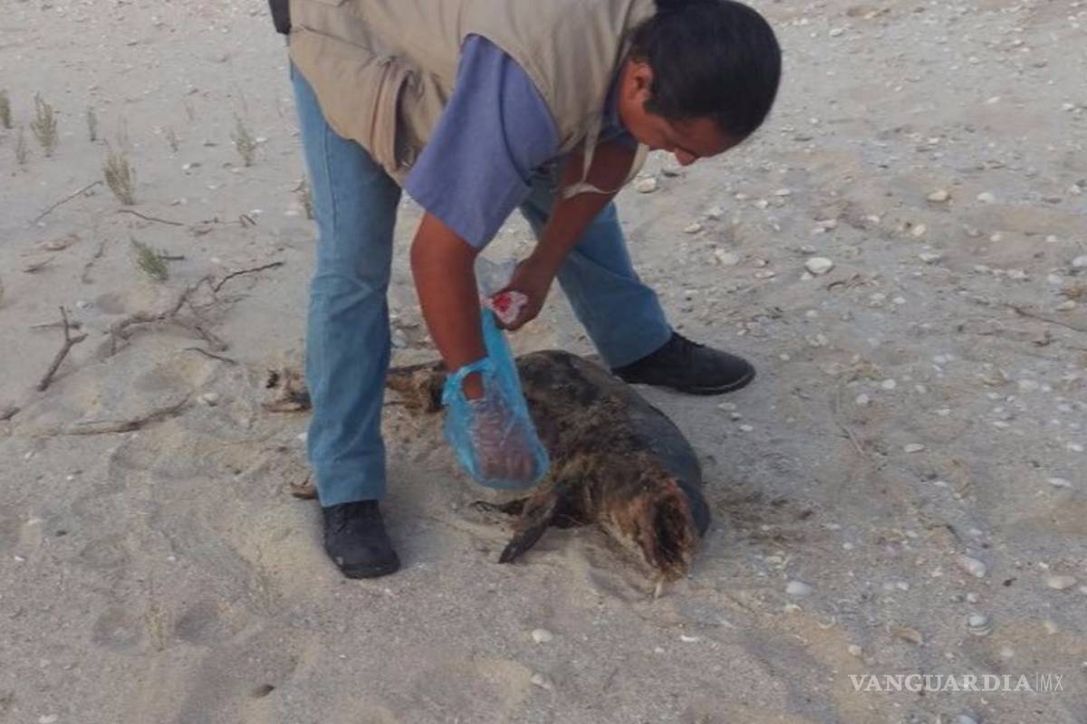 Profepa encuentra muerta a otra vaquita marina, quedan solo 26