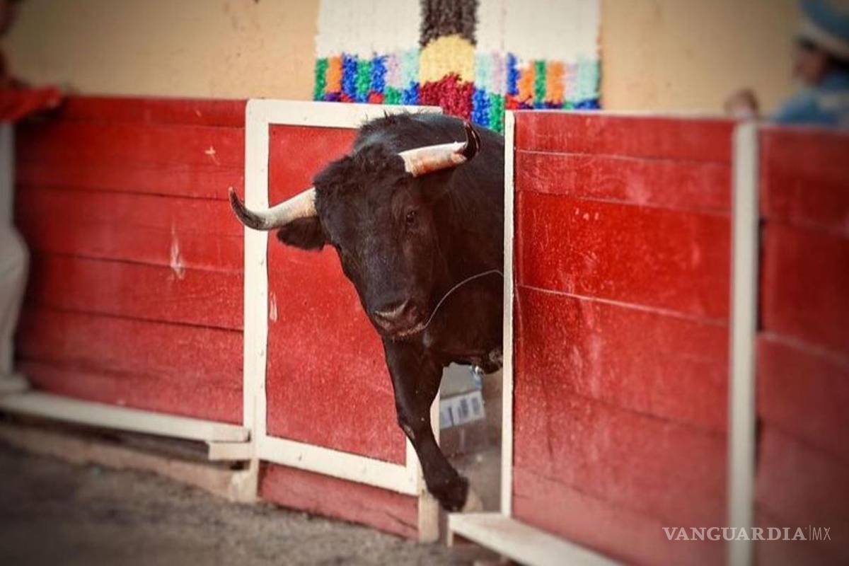 Arman campaña en redes contra festejo taurino en Coahuila; ¿se vale violar la ley?, se preguntan