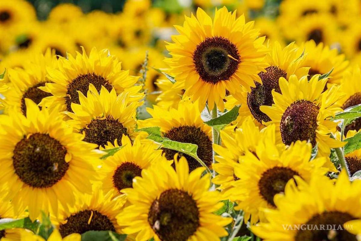 Trae TikTok una primavera de flores amarillas a México, ¿cuál es su origen?