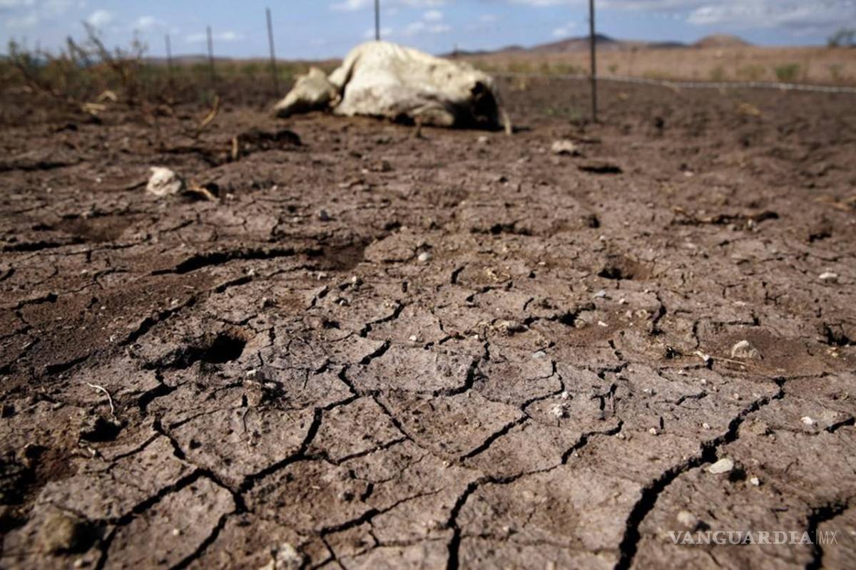 Sequía reduce hasta 6 mil pesos el valor de cada res en Coahuila; Ocampo, entre los municipios más golpeados