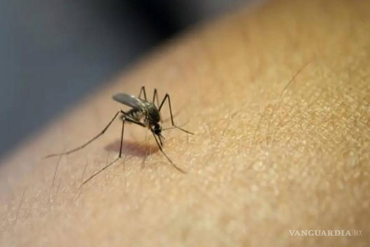 Se registran cuatro muertes por dengue en Coahuila; una fue en Saltillo