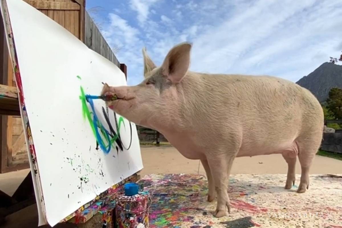 Él es 'Pigcasso', el cerdito que pintó un retrato del Príncipe Harry en Sudáfrica