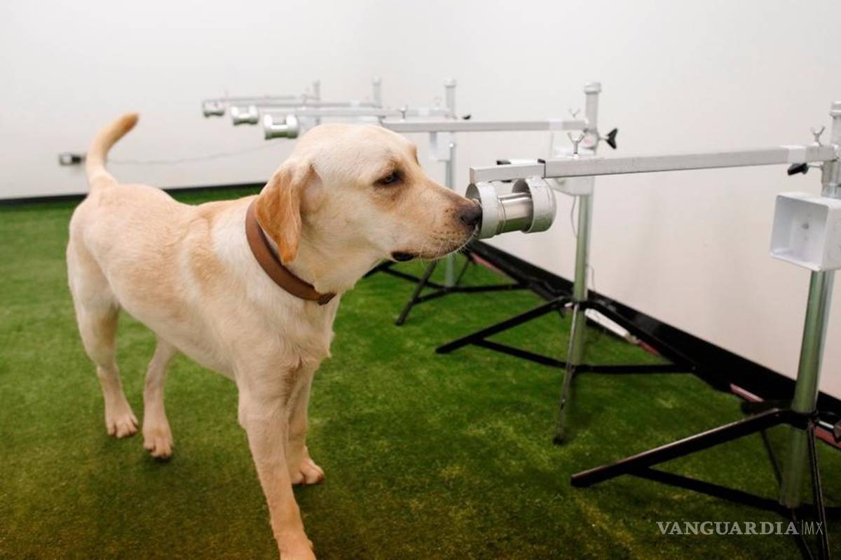 Cinvestav adiestra a perros que detectan coronavirus