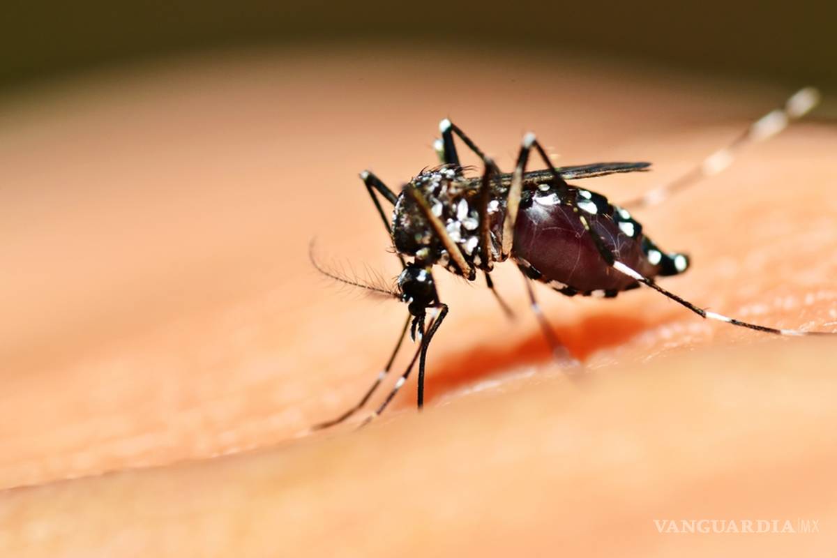 Se disparan 312% casos de dengue