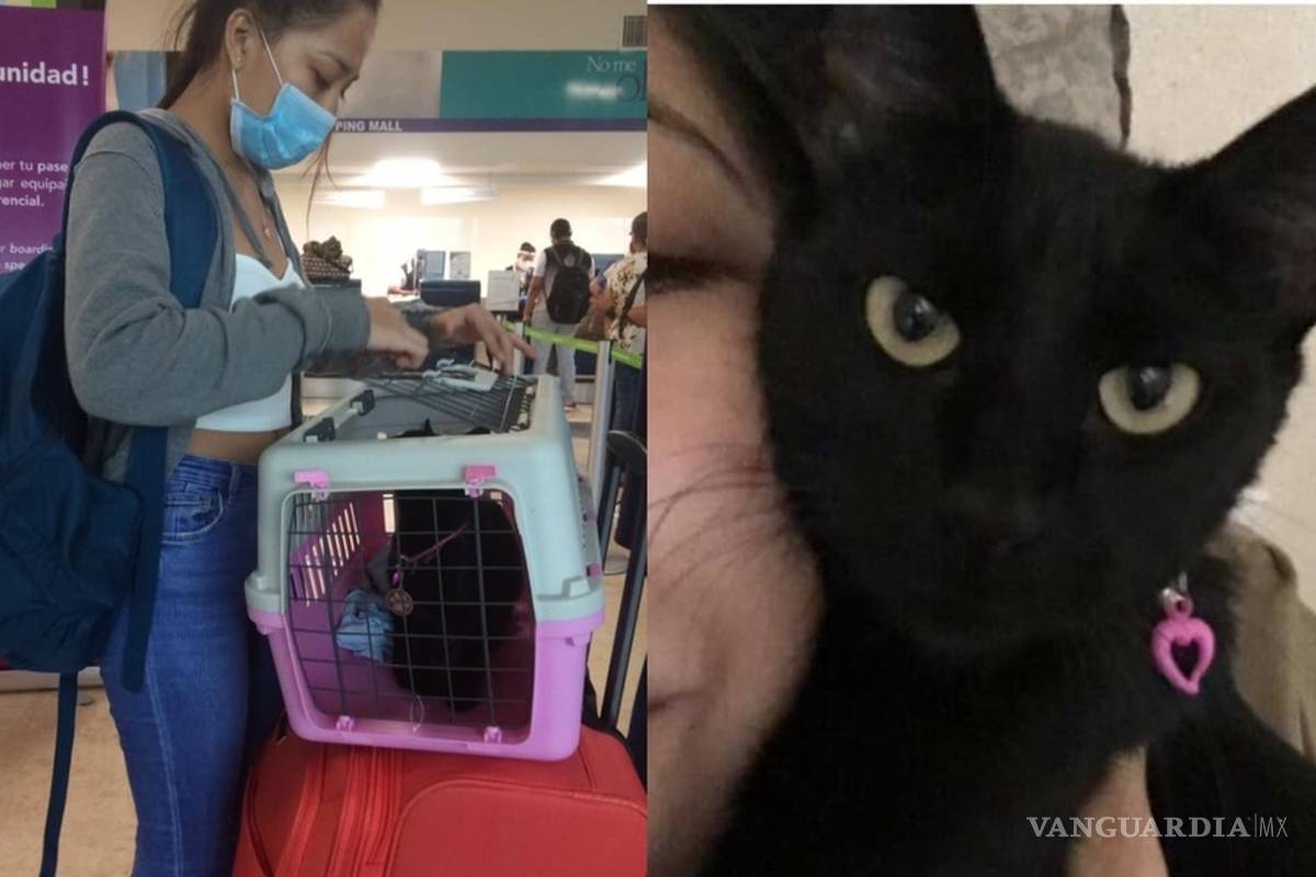 Viva Aerobus pierde gatita de usuaria; en redes exigen que la encuentren