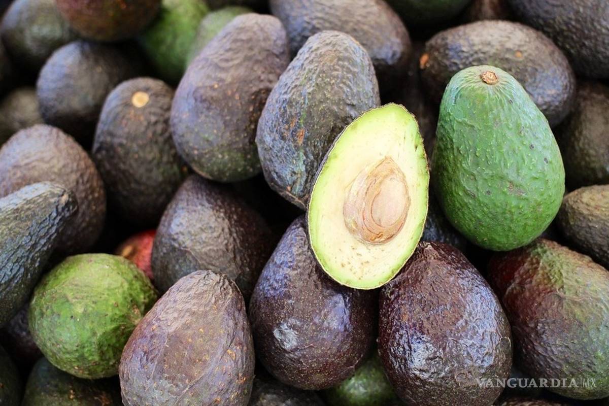 ¿Te gusta el aguacate?, pagan 40 mil pesos al mes por ir a comprarlo