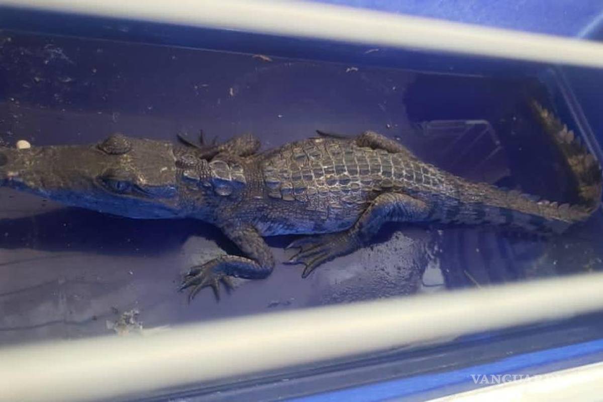 Abandonan cinco cocodrilos en calles de Michoacán