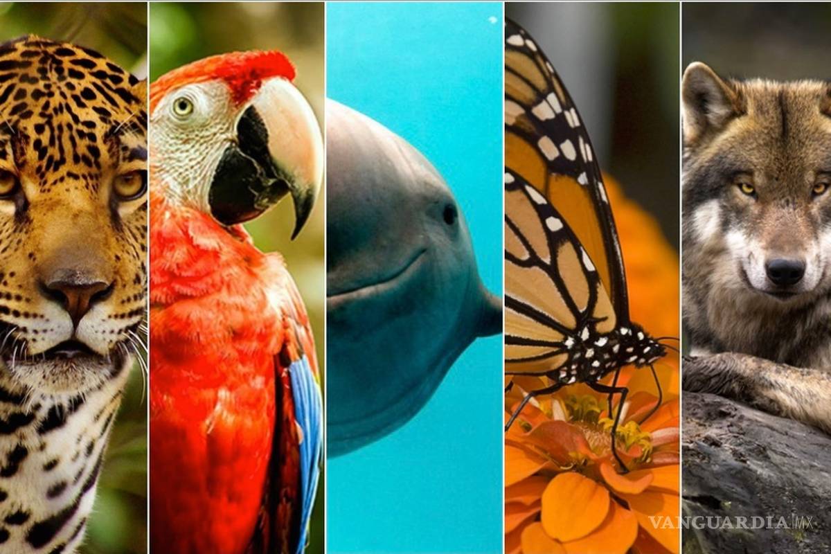 Acelera pérdida de especies, más de un millón en peligro de extinción: ONU