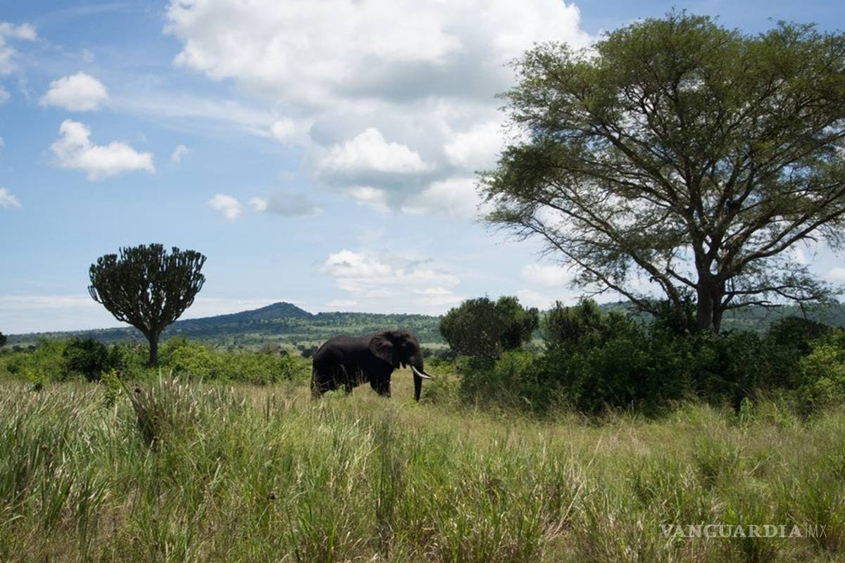 Mujer estadounidense y su chofer son secuestrados en Uganda
