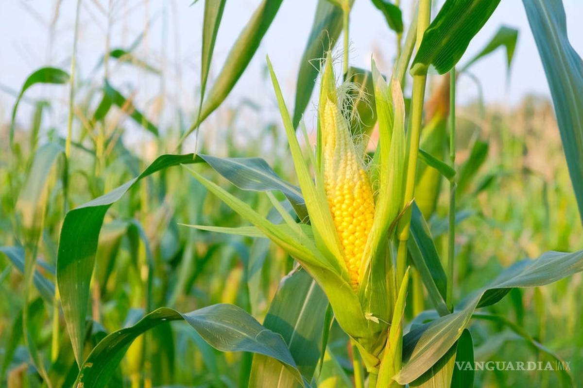 ¿Qué comen más los mexicanos?