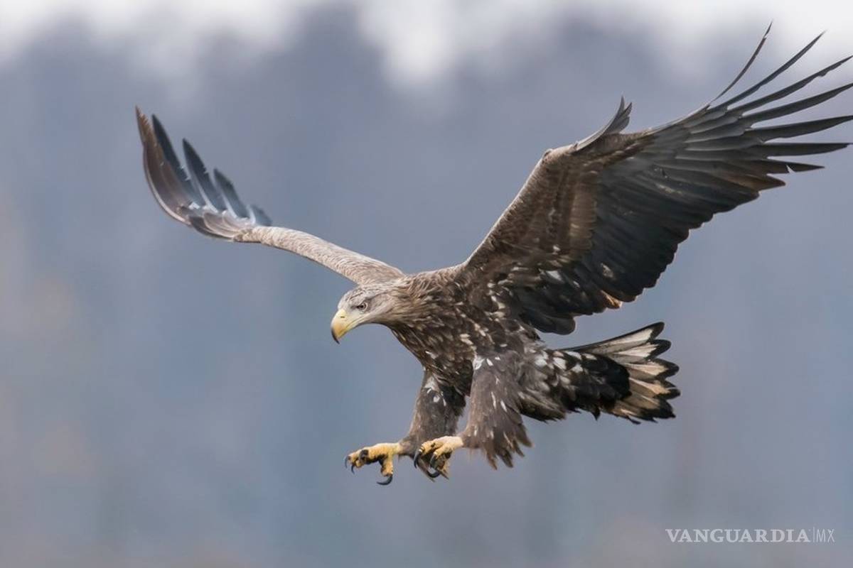 Águilas cola blanca surcan los cielos de Inglaterra tras 240 años de ausencia