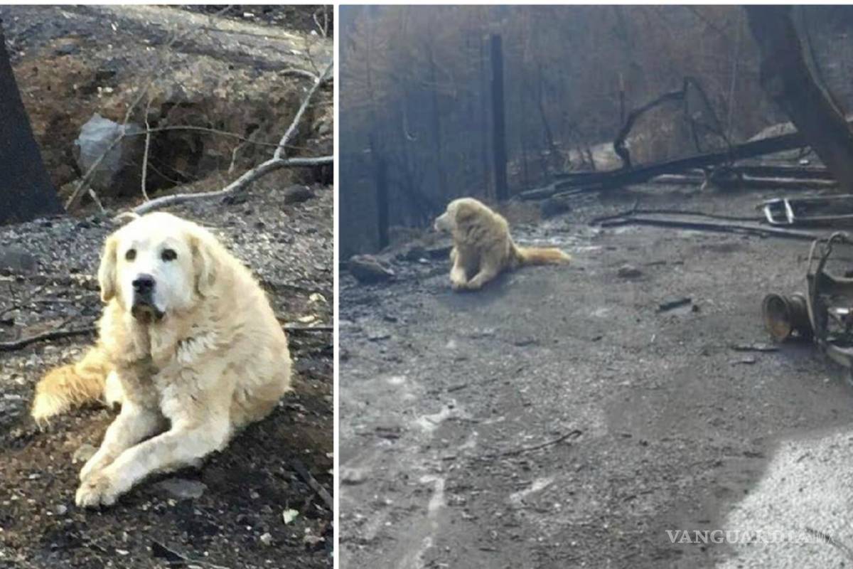 Perro esperó a sus dueños durante un mes después de que su casa se quemó