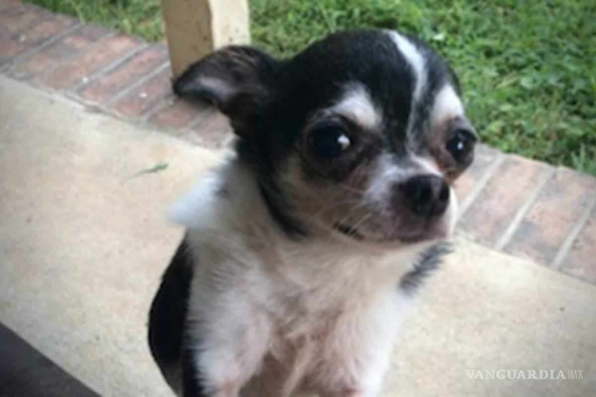 Perro chihuahua devoró a su dueño muerto, tenía semanas sin comer