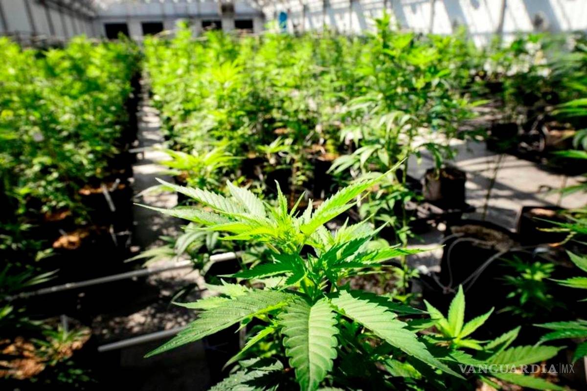 Legalizar la cannabis ayudará a campesinos: Olga Sánchez Cordero