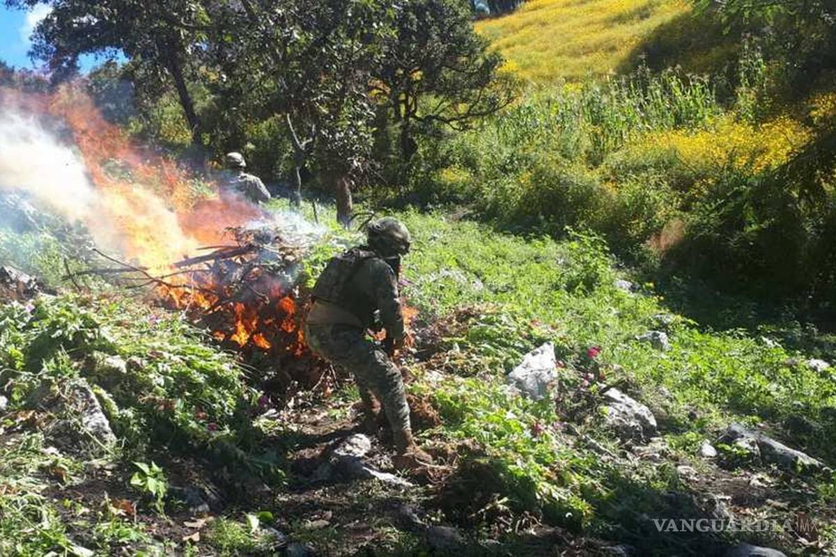 La Marina destruye casi 2 millones y medio de plantas de amapola y mariguana en Acapulco