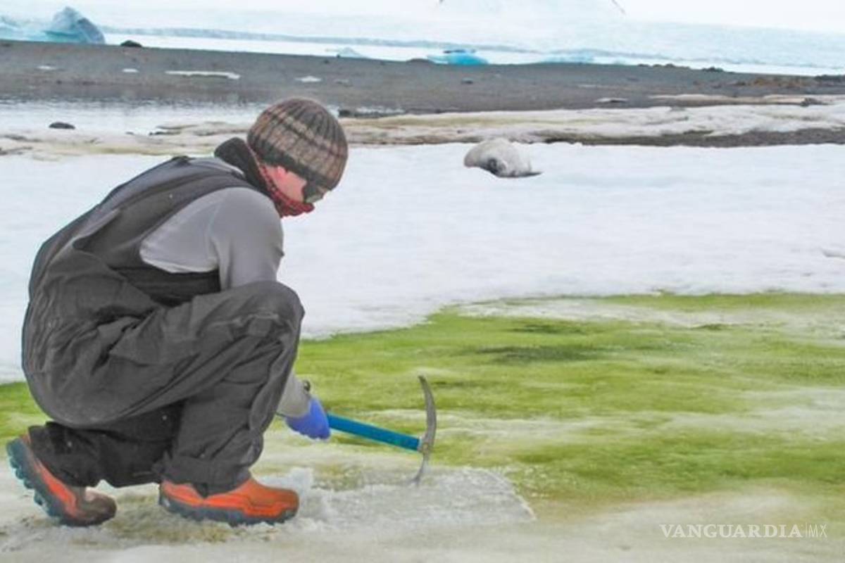 $!Aparece 'nieve verde' en la Antártida, por el cambio climático