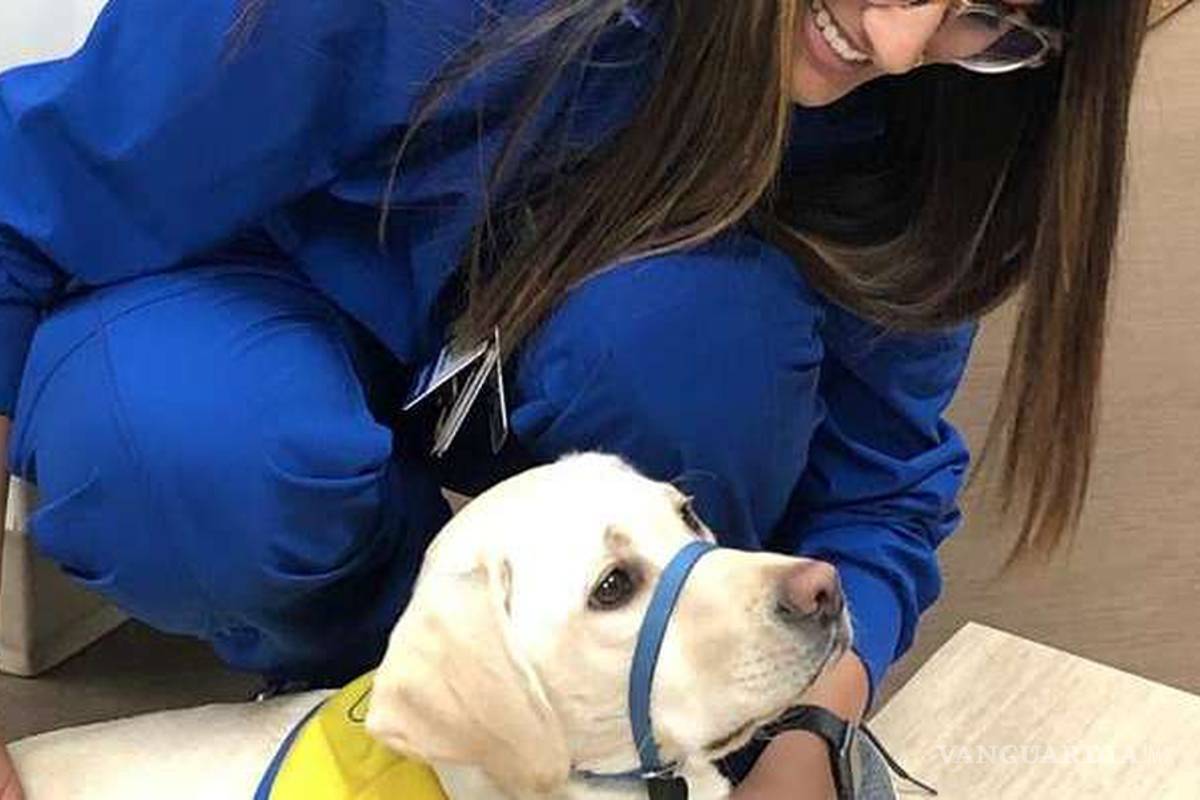 $!Coronavirus: Perrito reanima a personal de hospital por COVID-19 en EU