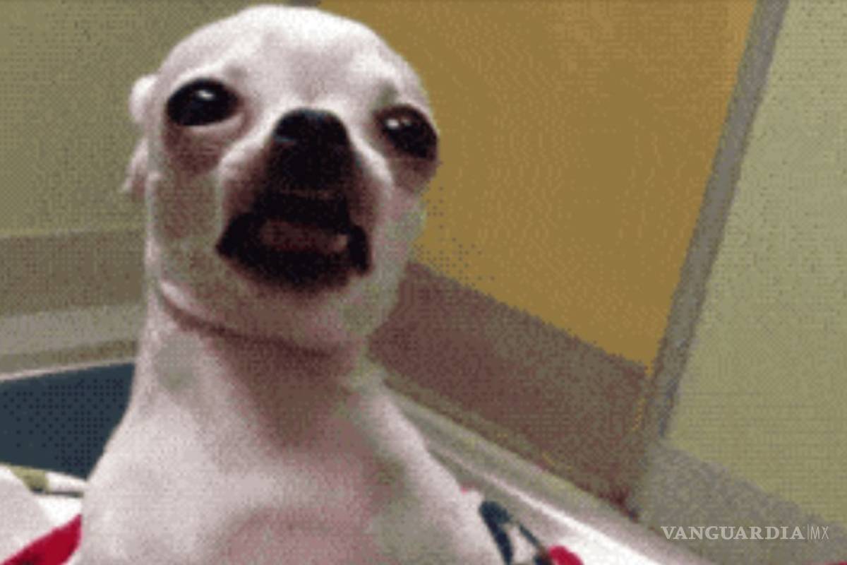 Así le fue a una perrita que comió mariguana (video)