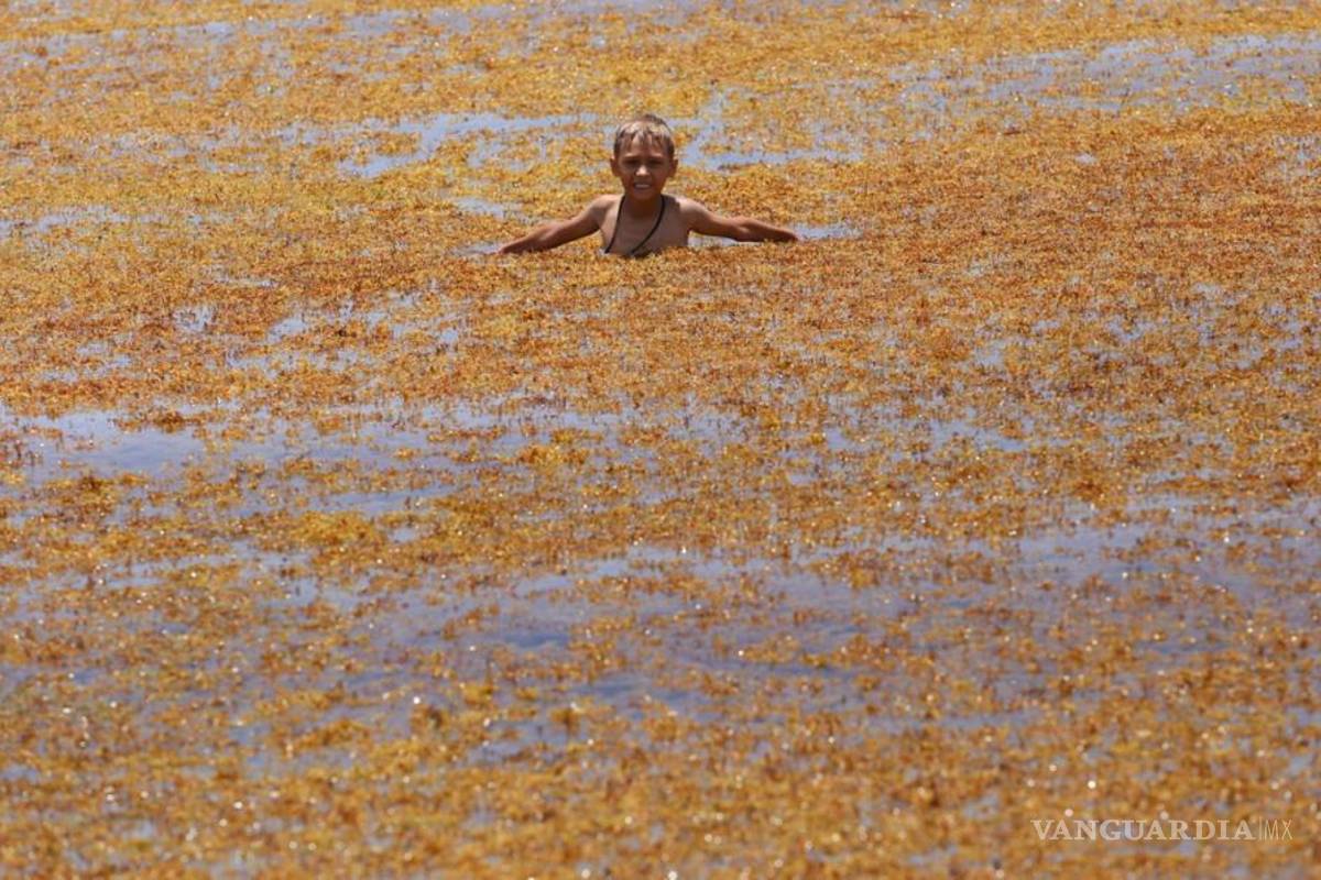 Sargazo en playas llevaría a desastre ecológico; hoteleros gastan millones en quitarlo