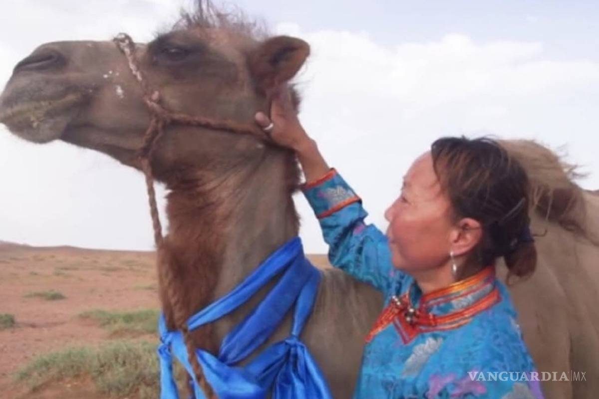 Camello recorre 100 km el desierto para encontrarse con sus dueños