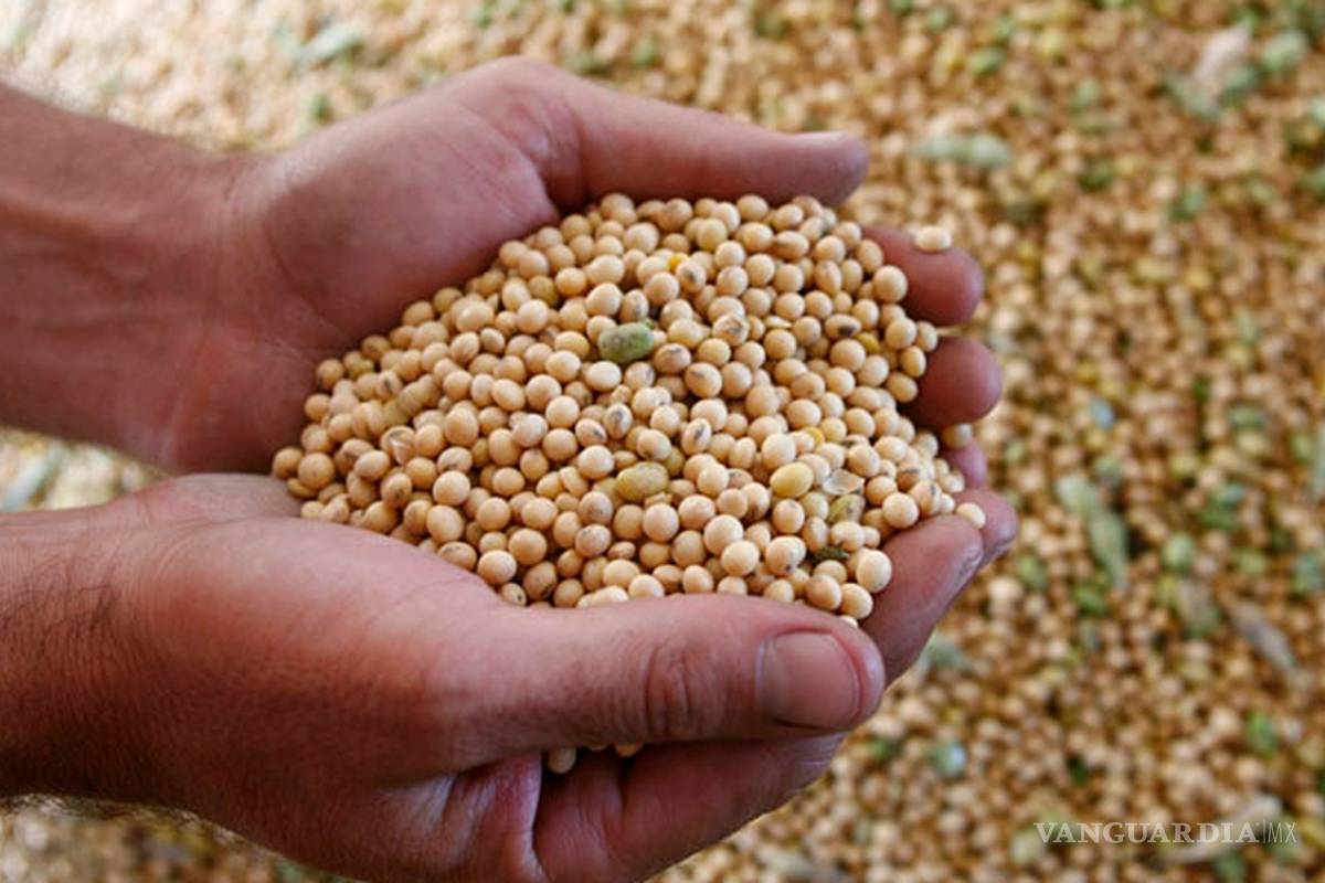 Se hallaron siembras ilegales de maíz y soya transgénicos en Campeche