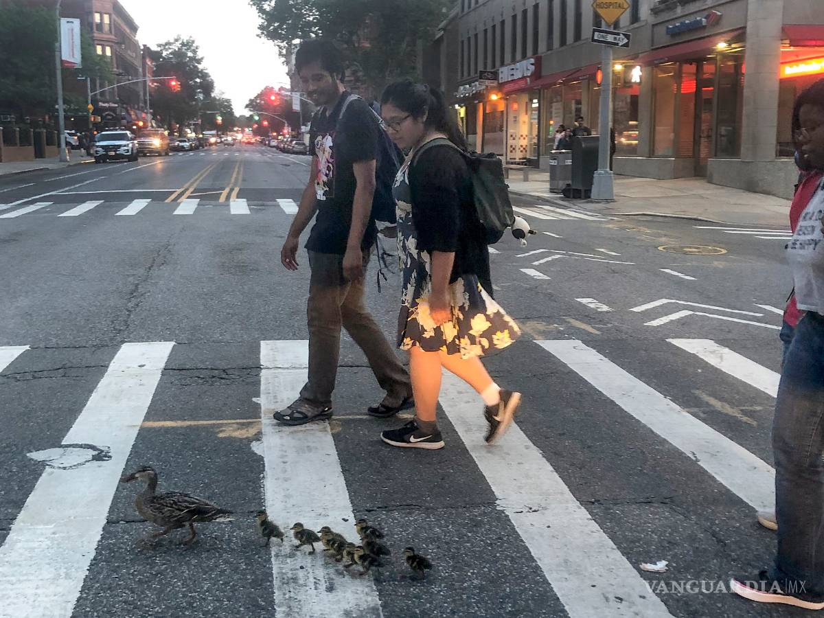 $!Equipo SWAT rescata a patitos de una alcantarilla en Nueva York