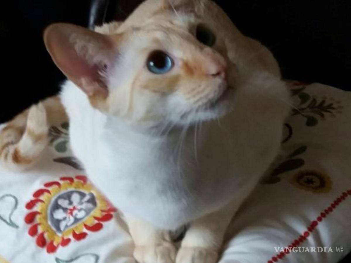 $!Una mujer estuvo entre la vida y la muerte por un arañazo de su gato