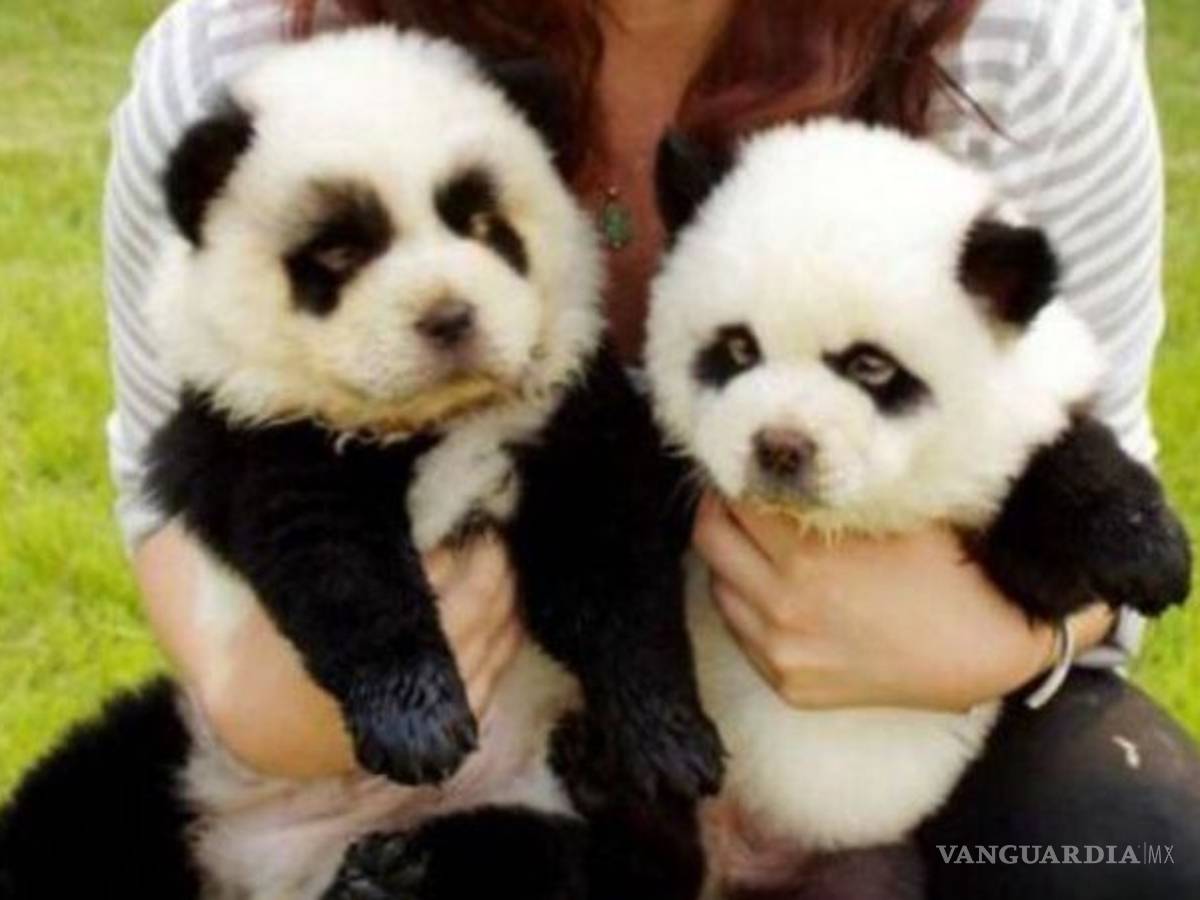 $!Perro de color verde desata polémica por maltrato animal, ¿tintes hacen daño o no?