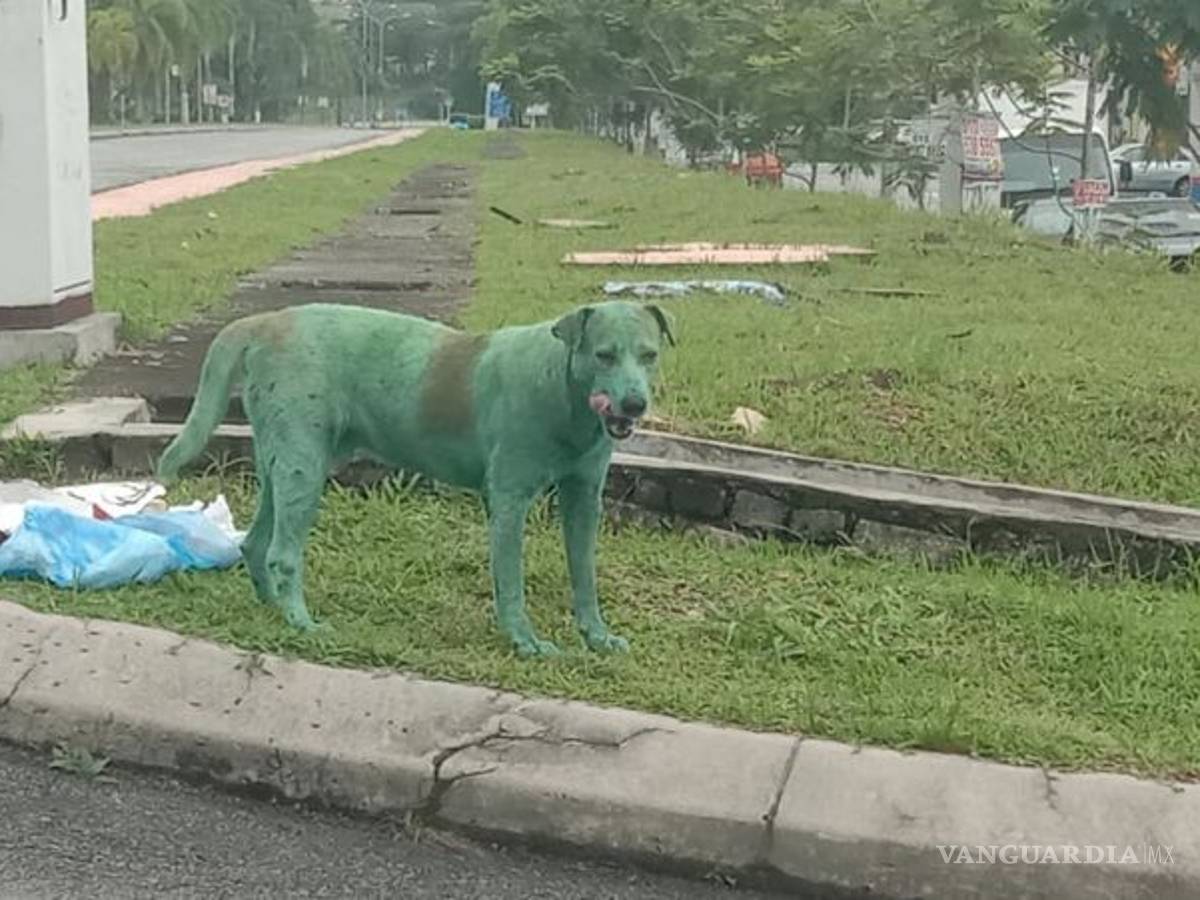 $!Perro de color verde desata polémica por maltrato animal, ¿tintes hacen daño o no?