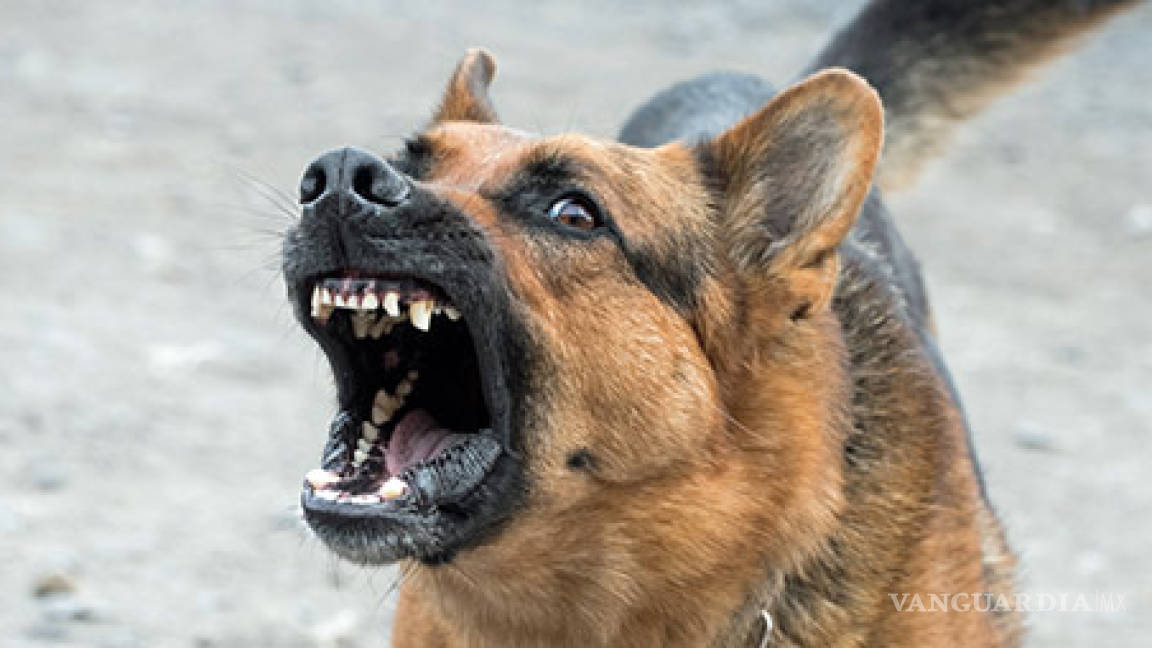 Atacan perros a una joven en la colonia República de Saltillo