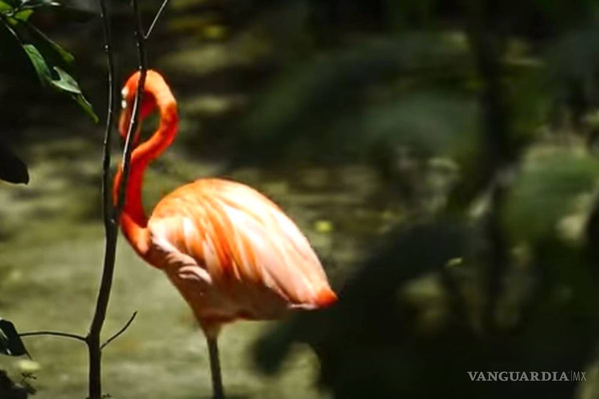 Documental sobre la selva maya se presenta en COP21