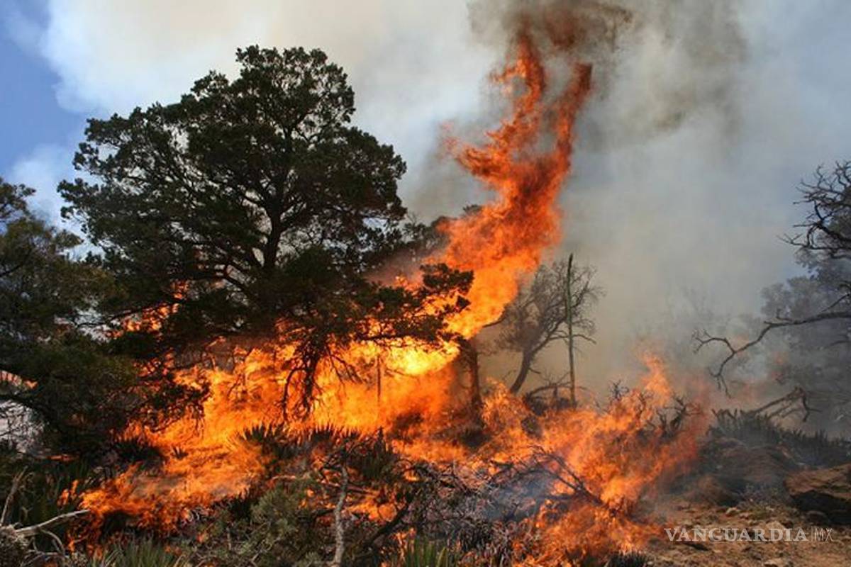 Margarita Zavala asegura que el gobierno de AMLO es culpable de incendios, ya que redujo presupuesto a Conafor