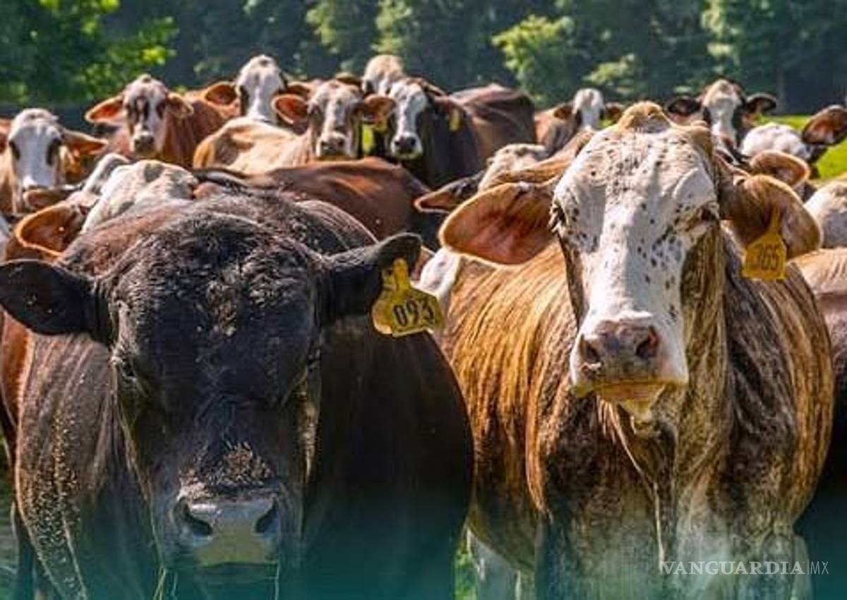 $!La Unión Ganadera Regional de Coahuila analiza medidas para mitigar las afectaciones económicas derivadas del nuevo cierre en la frontera.